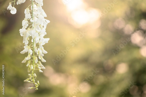 Fototapeta 白い藤の花