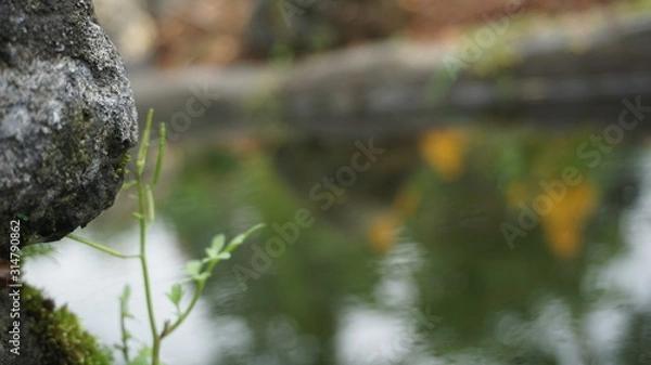 Obraz stream in the forest