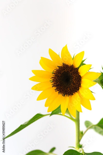 Fototapeta beautiful Flower of sunflower isolated closeup detail view