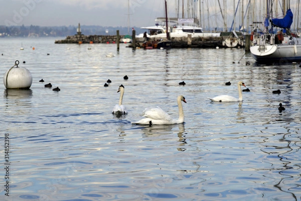 Fototapeta Cygnes dans le port de Genève