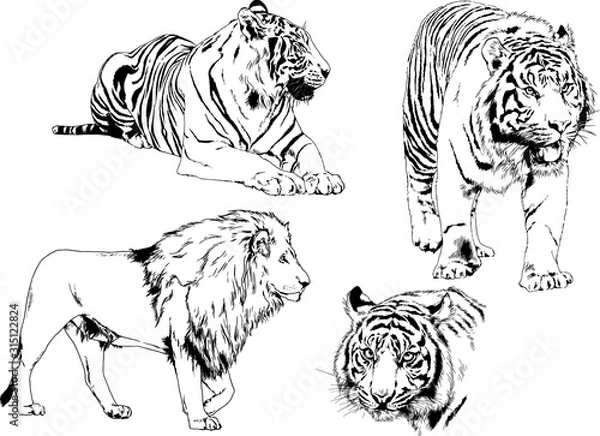 Fototapeta vector drawings sketches different predator , tigers lions cheetahs and leopards are drawn in ink by hand , objects with no background	