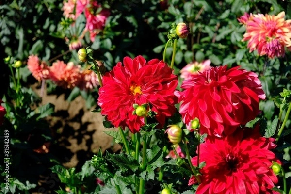 Fototapeta Dahlia flowers