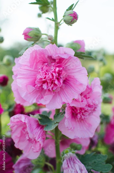 Fototapeta Blooming pink mallow blooming in summer garden