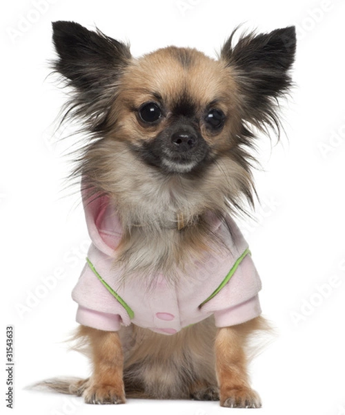 Fototapeta Chihuahua, 16 months old, dressed in shirt sitting