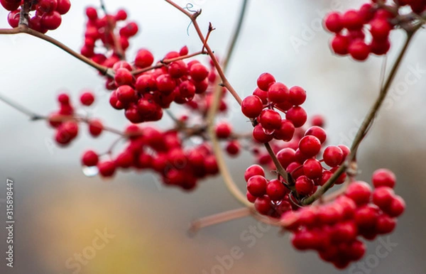 Fototapeta red berries of viburnum on a branch