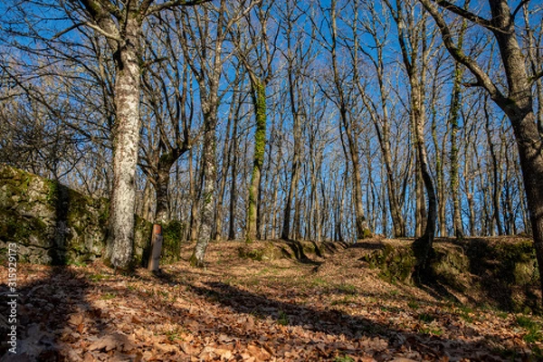 Fototapeta Oak forest on a sunny winter day. Galicia, Spain.