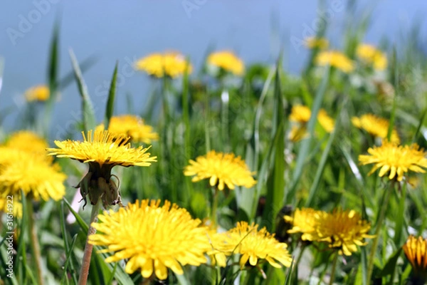 Fototapeta Dandelion Field Close-up