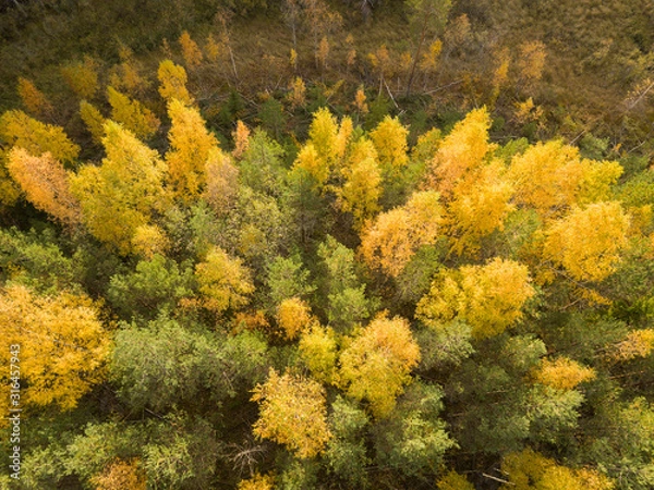 Fototapeta Yellow foliage of deciduous trees in autumn