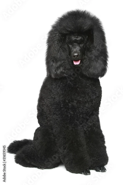 Fototapeta Black Royal poodle sitting