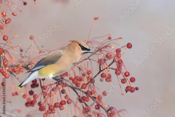 Fototapeta cedar waxwing (Bombycilla cedrorum) feeding in winter