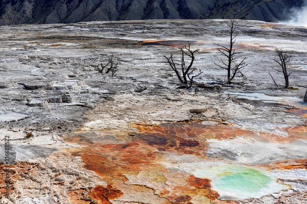 Obraz Landscape of Yellowstone National Park, Travertine Terrace, Mammoth Hot Springs, Wyoming, USA