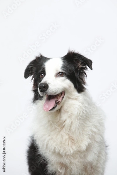 Fototapeta border collie makes various expressions and movements against A white background.