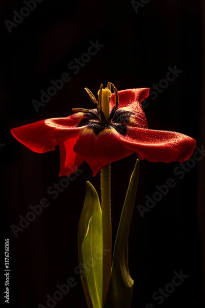 Fototapeta  close-up of tulip flower heart