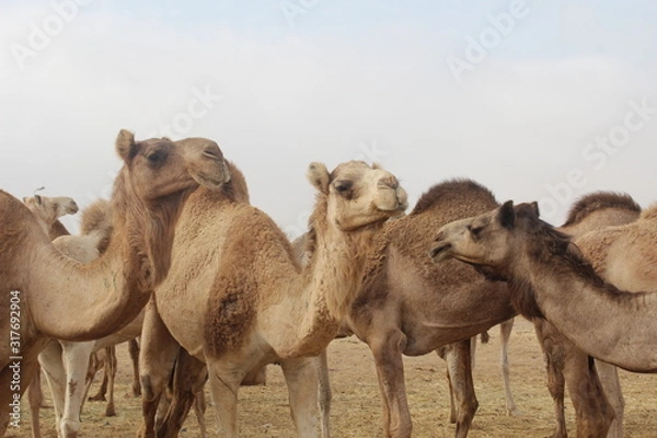 Obraz Group of Camels  standing and gazing in the market of Shalatin city 