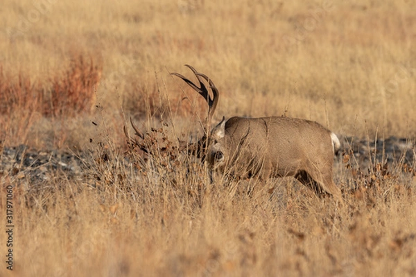 Fototapeta Buck Mule Deer in Colorado in Autumn