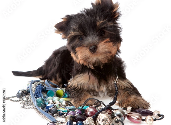 Fototapeta Small dog about a beads, isolated.