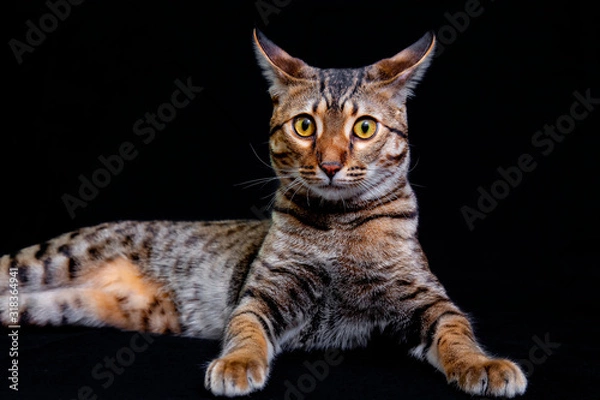 Fototapeta Savannah F5 SBT cat on a black background