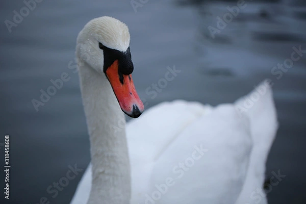 Obraz swan on water