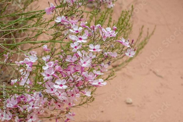 Fototapeta USA, Nevada, Clark County, Gold Butte National Monument. Pink plains beardtongue (Penstemon ambiguus subsp. laevissimus) is a perennial subshrub that grows in sandy soils.