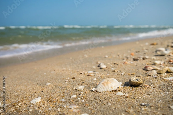 Fototapeta shell on the beach