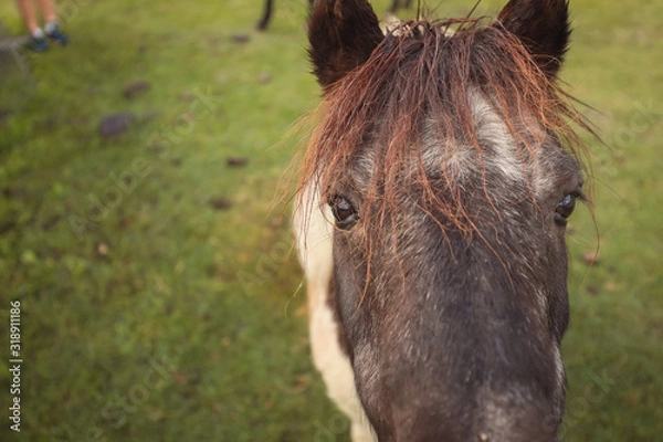 Fototapeta Pony looking through fence, close up of face