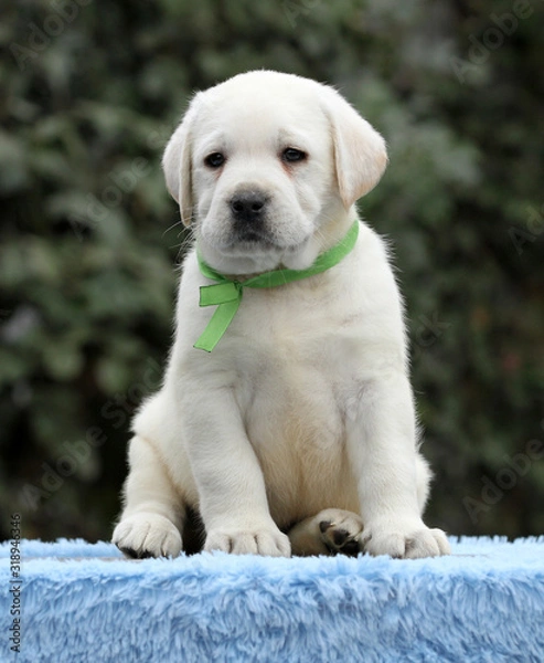 Fototapeta labrador puppy on a blue background