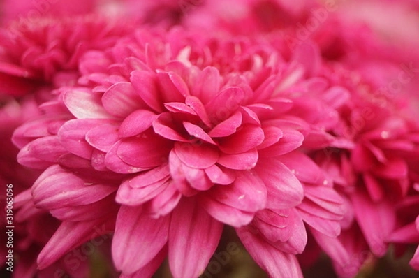 Fototapeta Red chrysanthemum