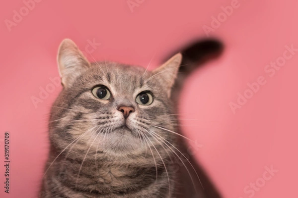 Fototapeta Gray tabby cute kitten. Pets and lifestyle concept. Lovely fluffy cat on pink background