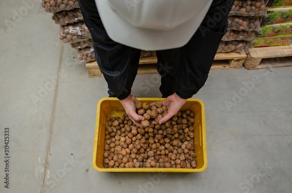 Fototapeta warehouse worker holds walnuts in his hand on a background of bags of nuts