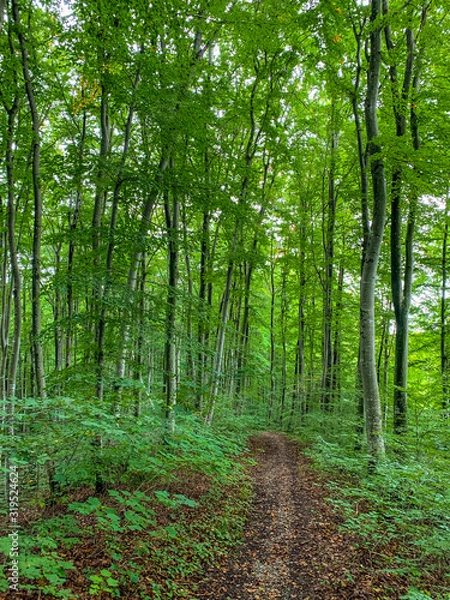 Fototapeta Ein Waldweg lädt zum Entspannen ein