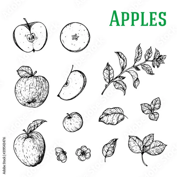 Fototapeta Apples hand drawn sketch. Food sketch. Vintage vector illustration. Apple fruits, flowers and branches collection.