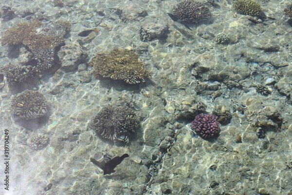 Fototapeta bottom view of the sea with coral fish 