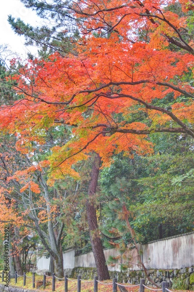 Fototapeta 南禅寺の紅葉