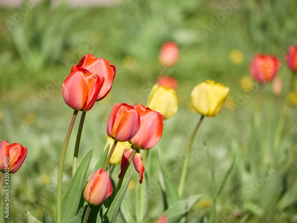 Fototapeta flowerbed with red and yellow tulips