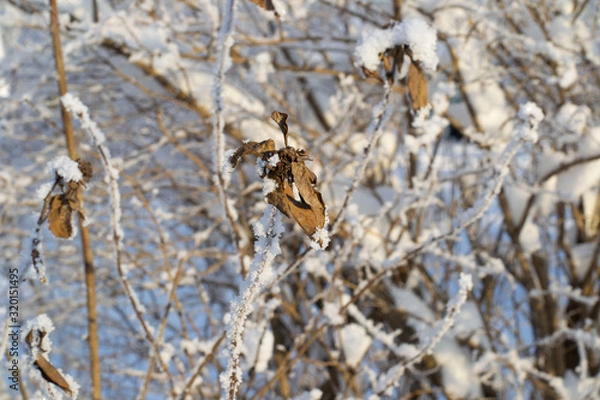 Fototapeta focus on leaf from last year on bushes in winter