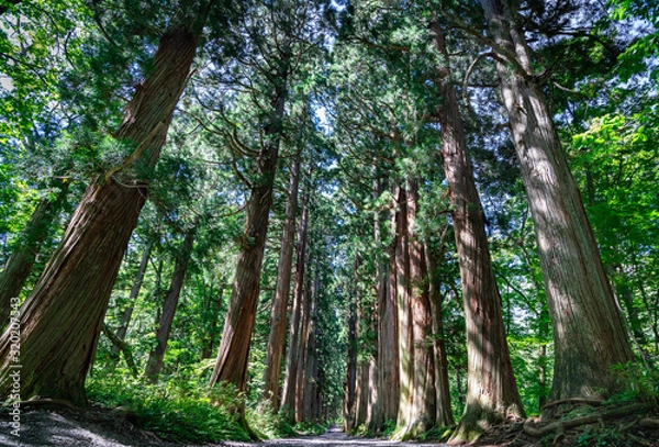 Fototapeta 戸隠神社の山道にある杉並木の写真（無人）