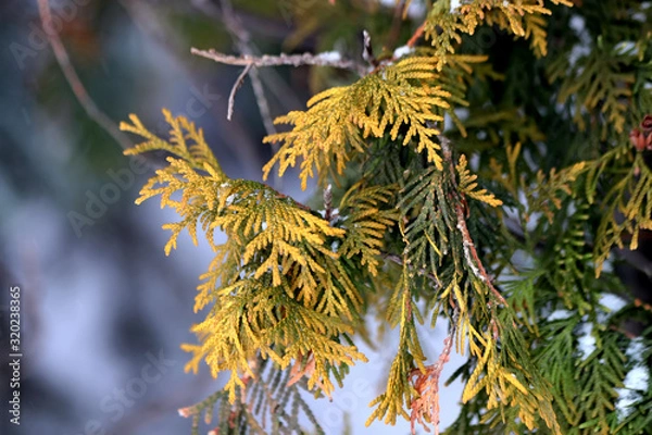 Fototapeta branch of a tree