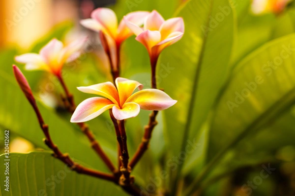 Fototapeta Plumeria is a pink and white tropical flower blooming on a tree.