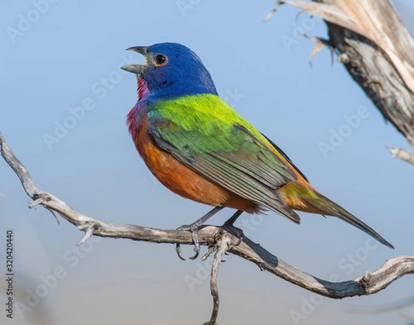 Fototapeta Painted Bunting male in the Wichita Mountains