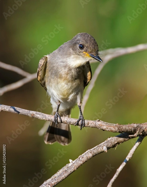 Fototapeta Immature Great Crested Flycatcher