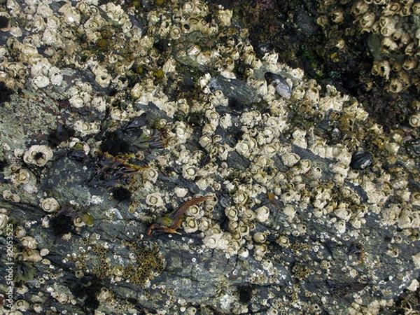 Fototapeta acorn barnacle