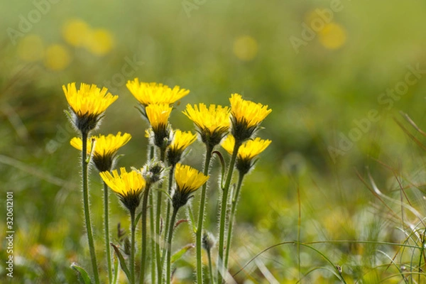 Fototapeta Yellow wildflowers bloomed in the spring meadow. Green meadow and dandelions.