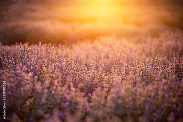 Fototapeta Lavender flowers at sunset in a soft focus, pastel colors and blur background.