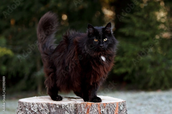 Fototapeta A black norwegian forest cat female standing on a stump