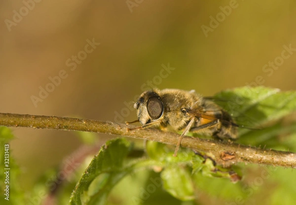 Fototapeta Eristalis tenax