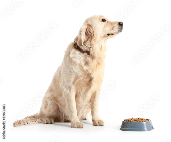 Fototapeta Cute dog near bowl with food on white background