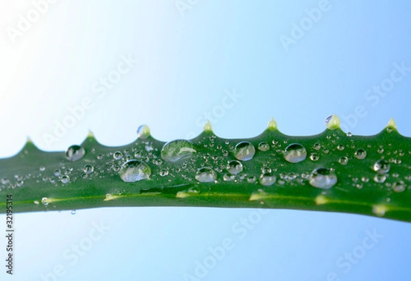 Fototapeta Aloe vera with water drops on blue background