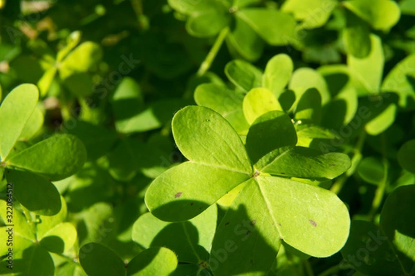 Fototapeta St. Patrick's Day green shamrocks