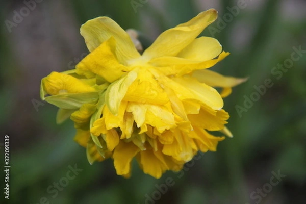 Fototapeta Narcissus daffodil easter spring yellow flower