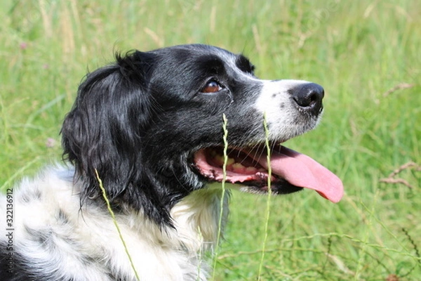 Fototapeta Stabyhoun, Stabij dog portrait head